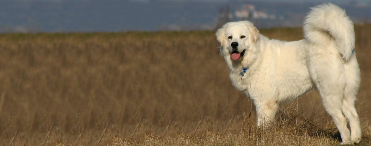 19 Colorado Mountain Dog Breed NeamhainBree   Colorado Mountain Dog 